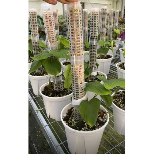 熊貓購物 水苔柱可串接加高 植物支架 植物攀爬棒 水苔棒 水苔柱 植物支撐架 植物支撐 水苔 水苔柱