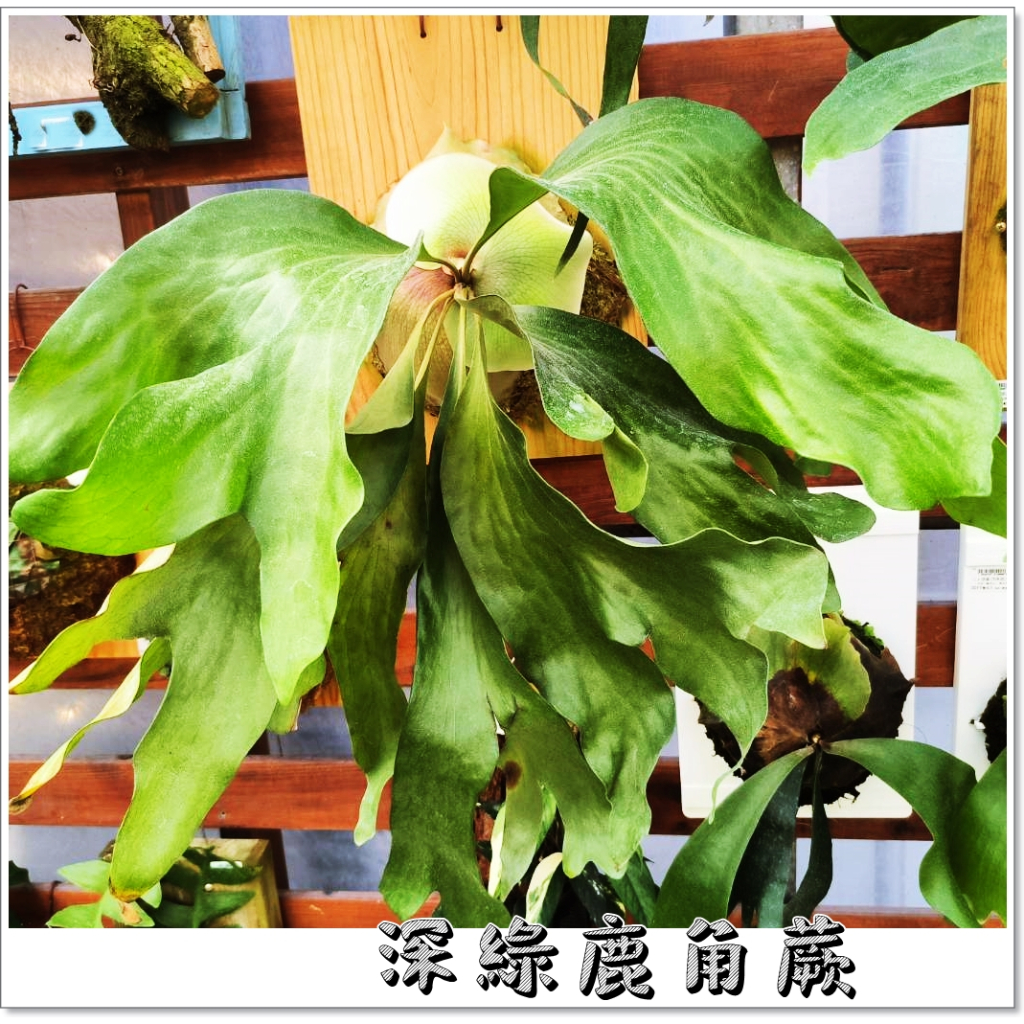 鹿角蕨    Platycerium hillii  深綠鹿角蕨  18原生種之1(亞猴鹿角蕨，女王鹿角蕨)