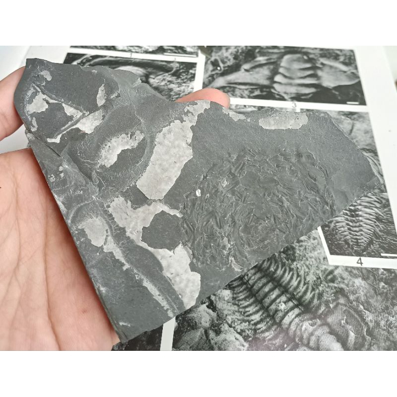 [程石] 中國馬龍生物群_奇蝦類糞便化石