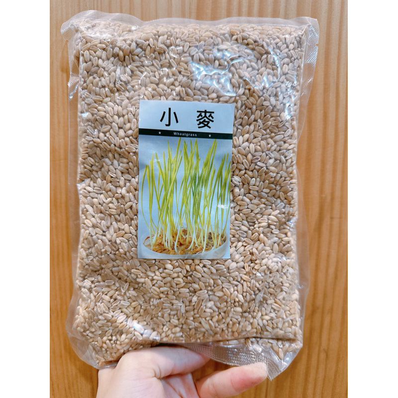 原包裝 1台斤 小麥草種子 約15000粒 小麥種子 貓草種子 小麥草種子 小麥種子