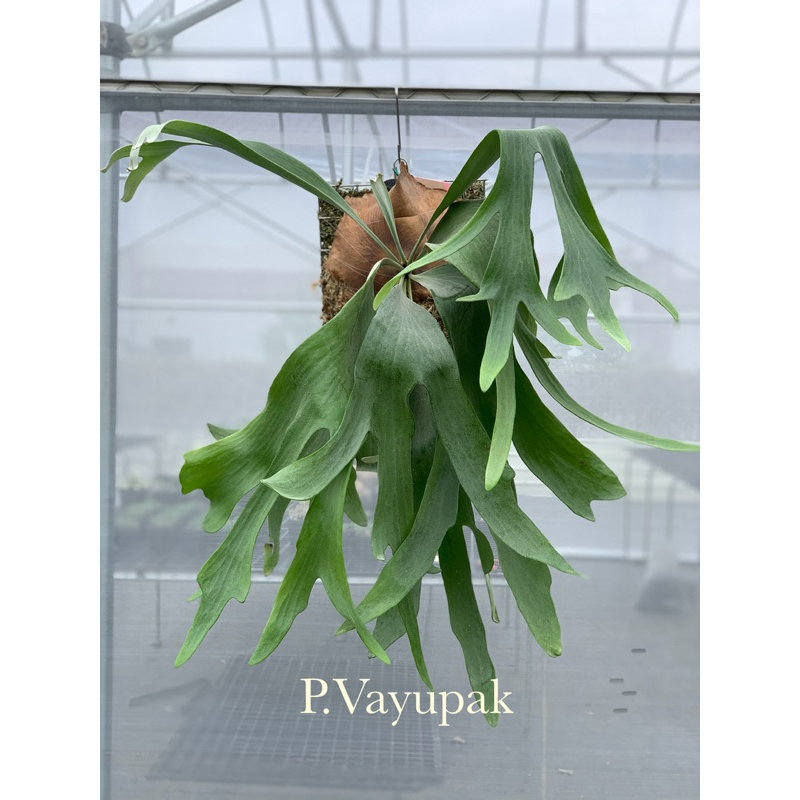 🌱愛客森🌱 P.vayupak 泰國神鳥 招財神鳥 鹿角蕨