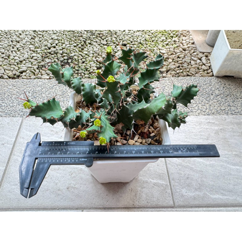 Euphorbia groenewaldii 旋風大戟 扦插株