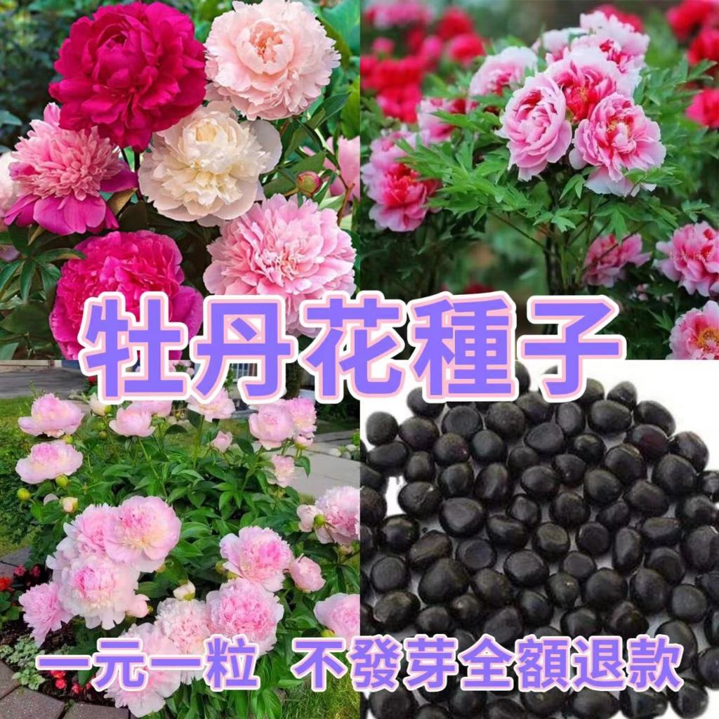 【牡丹花種子】多款牡丹花種子洛陽牡丹花花色齊全易種活陽台室內庭院賞