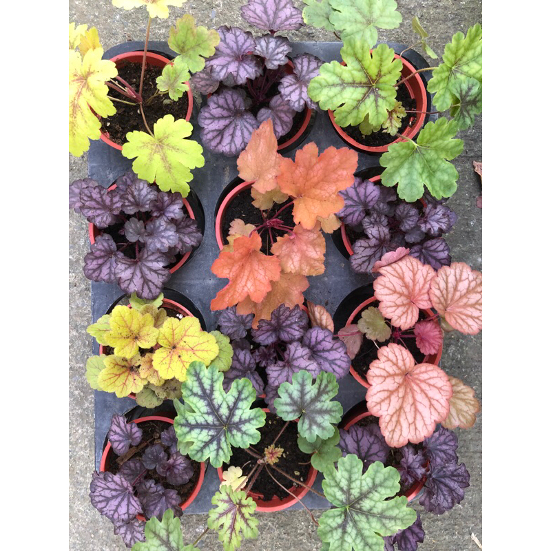 礬根 ｜3吋⋯多年生草本觀葉植物