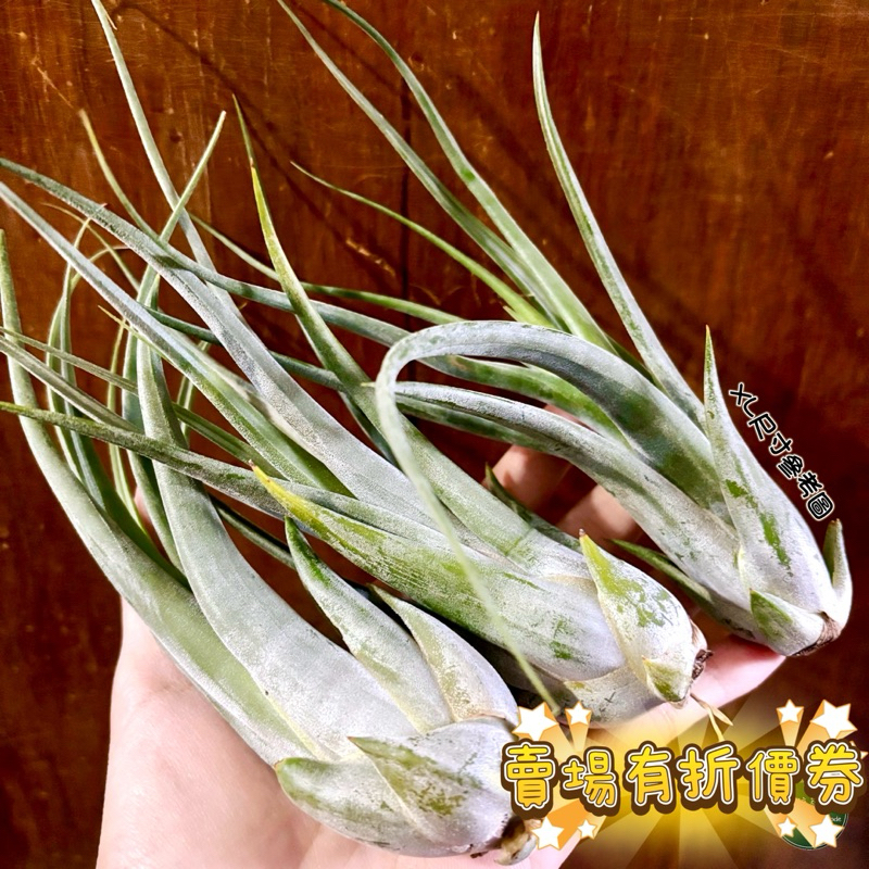 植藝-紅女王頭 ✧厚實硬葉✧ Tillandsia paucifolia 空氣鳳梨 空鳳 空氣草 生日禮物 象牙玉墜子