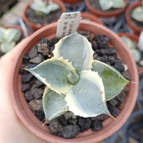 【埔茂花市】✦三吋王妃甲蟹覆輪  Agave isthmensis 'Kabutogani' marginata 龍舌蘭