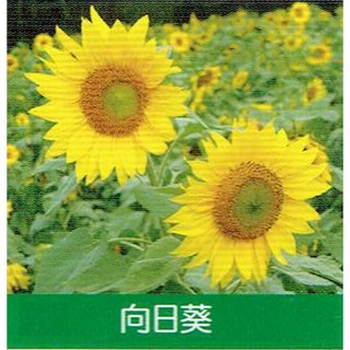 愛上種子 花海向日葵1公斤1包+花海大波斯100公克3包(組合商品)