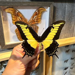 【現貨】🦋黃帶大鳳蝶🦋蝴蝶 昆蟲 模型 乾貨三角紙包裝 #非活體 #類模型 #藝術品