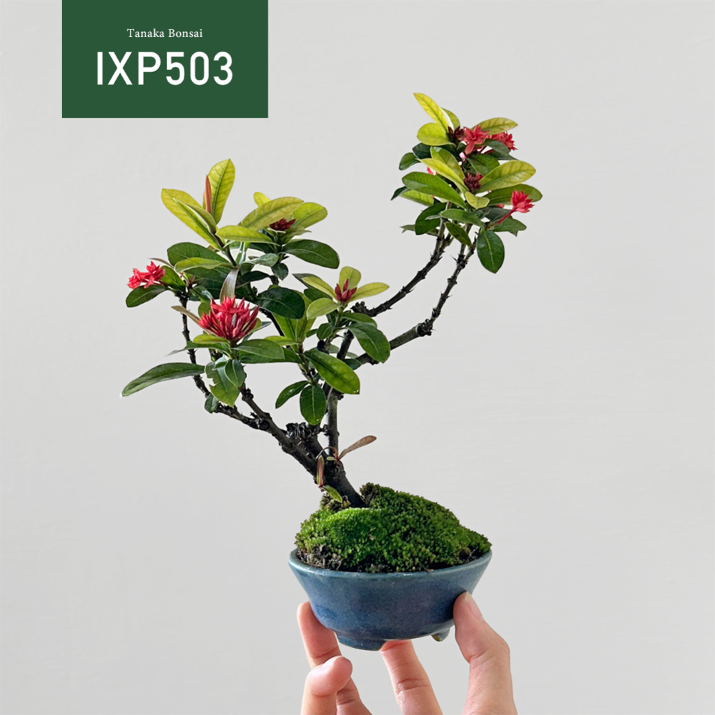 【Tanaka Bonsai】IXP503 矮仙丹盆景｜花果盆栽