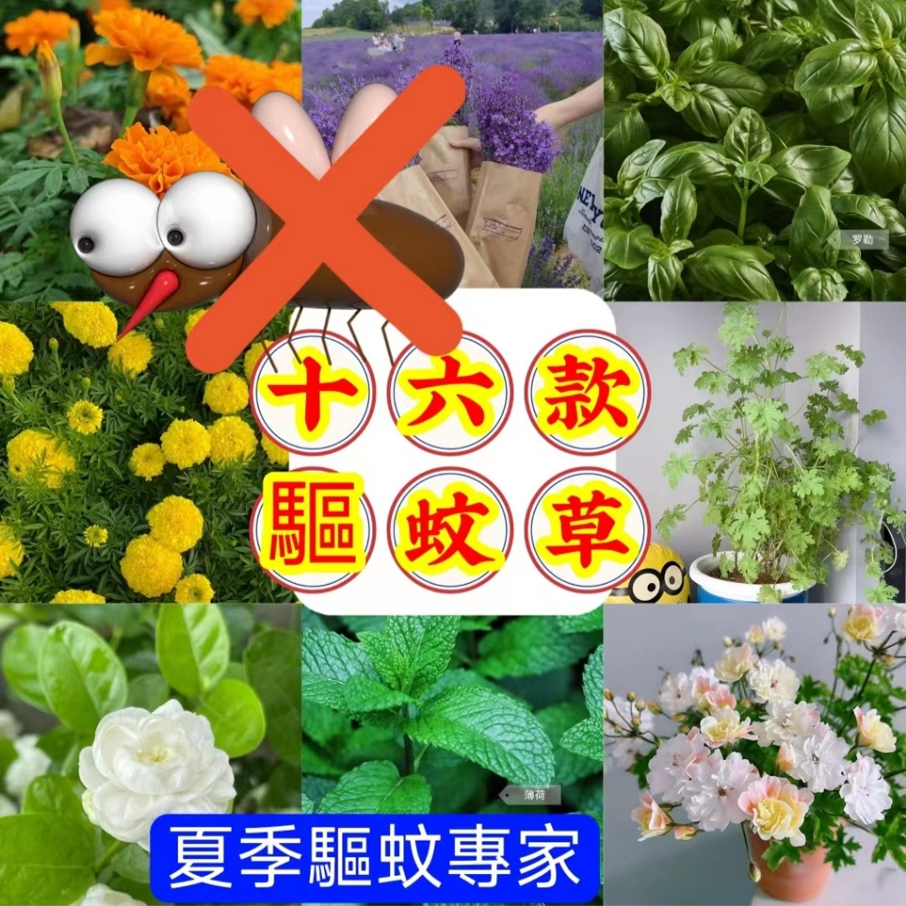 💥💥【十六款驅蚊草種子】夏季驅蚊草 驅蚊草種子 羅勒 迷迭香 艾草 薄荷 香茅 豬籠草種子 庭院陽台種植 香料 盆栽地栽