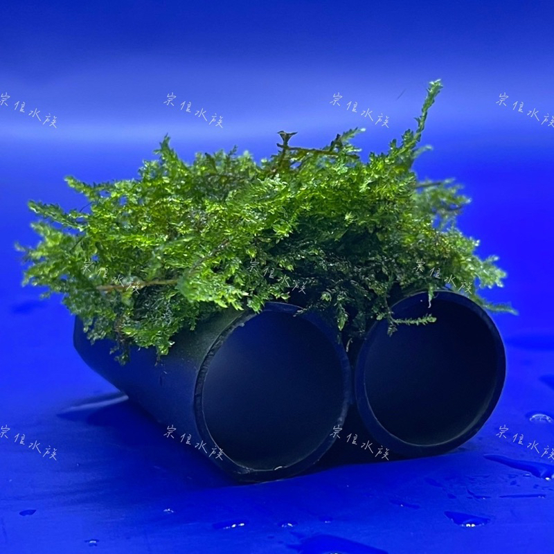 宗信水族-三角莫斯蝦屋 魚蝦躲藏用 水生植物 陰性水草 可培養菌種 不需要CO2 魚缸 擺件 飾品 裝飾 療癒小物