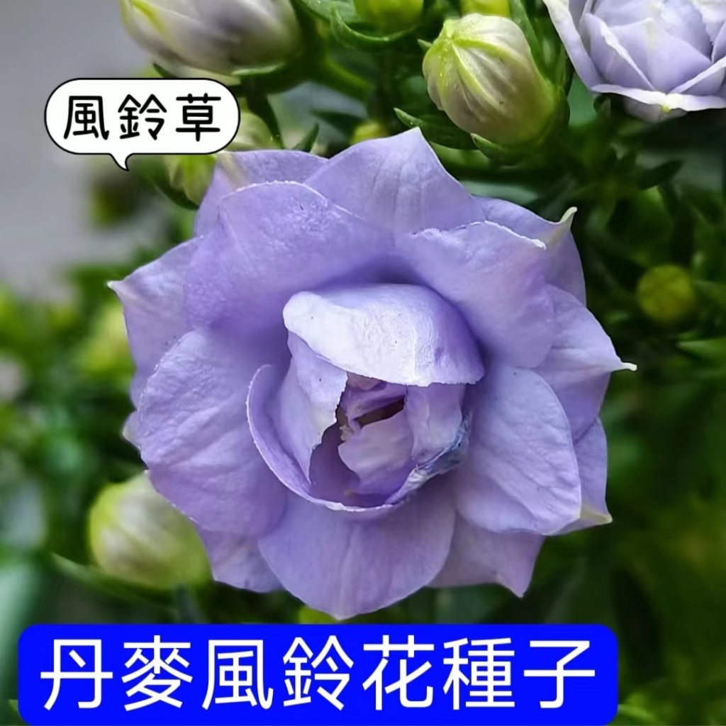 💥💥【丹麥風鈴種子】丹麥風鈴花 酒杯風鈴種子 風鈴草種子 草籽 四季種植 好打理 庭院陽台種植 可盆栽地栽 seed