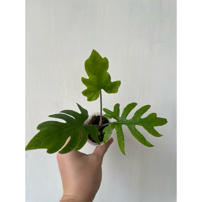 羽裂觀音蓮 Alocasia brancifolia 觀葉植物/天南星科/觀音蓮
