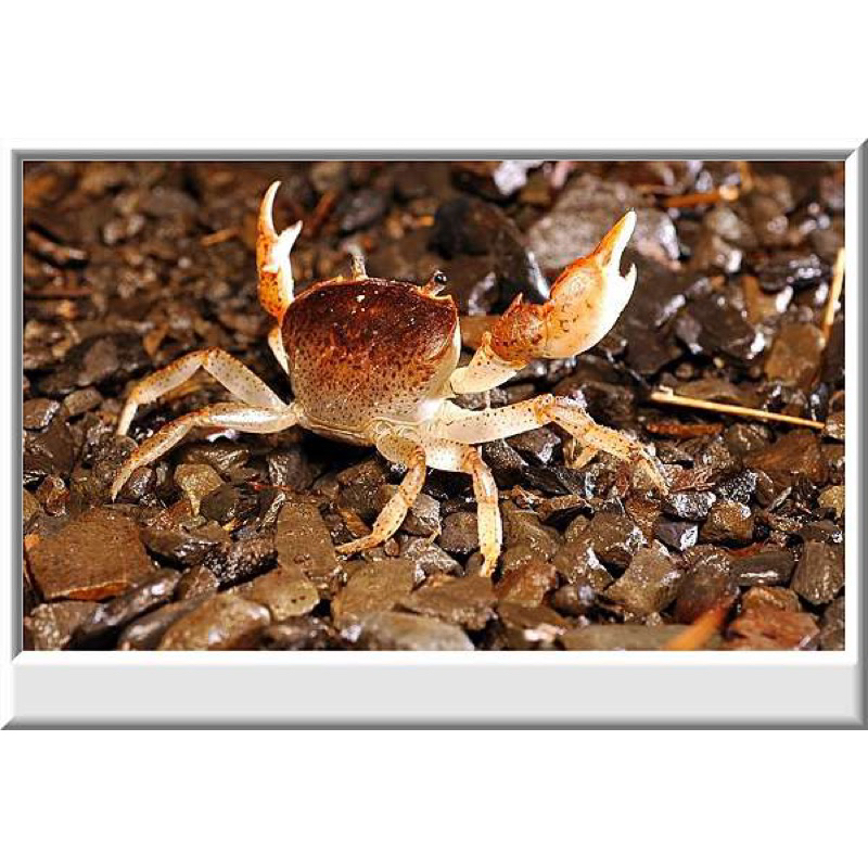 蔡氏澤蟹 可食用 酥脆好吃 黃金蟹 淡水蟹 寵物蟹