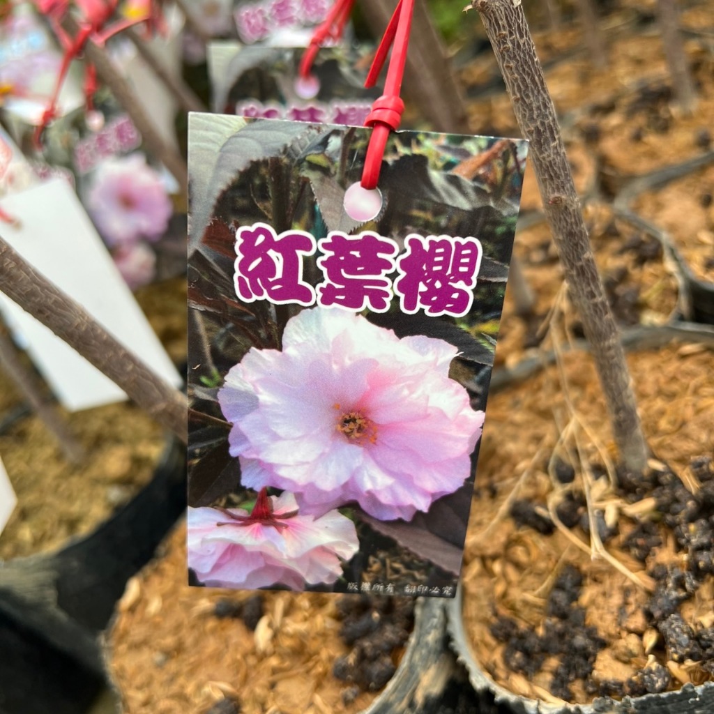 🍁香亭苑🍁 紅葉櫻 紅葉櫻花 櫻花 4吋半盆 嫁接苗 花期3-4月 高度30-40公分 💲特價200元