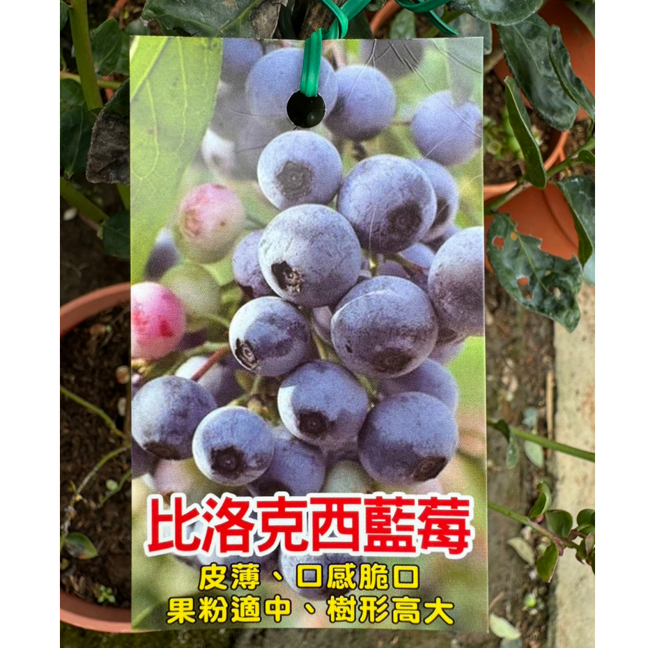 田尾玫瑰園 l 比洛克西藍莓－超大果藍莓【6吋盆 高度約40cm】皮薄，口感脆口【目前有果】擺在陽台直接採收