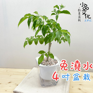 【小品文化】進財樹【現貨】4吋透明免澆水盆栽 懶人盆栽 觀葉植物 室內植物 自動吸水 創意花盆 居家辦公盆花