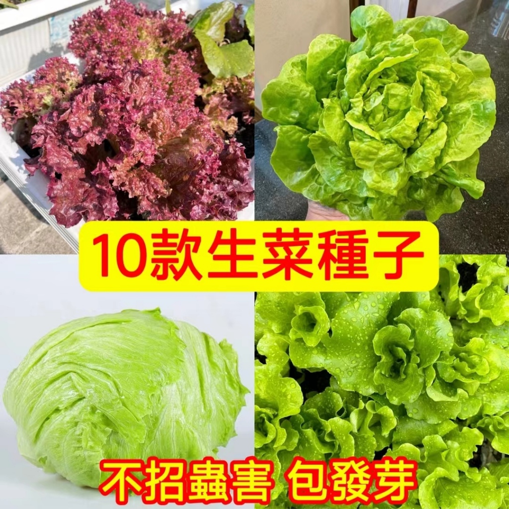 💥💥【十款生菜種子】生菜種子 可生食生菜 菜籽 四季種植生菜 意大利生菜玻璃生菜花葉苦菊結球羅馬生菜美國大速生菜四季奶油