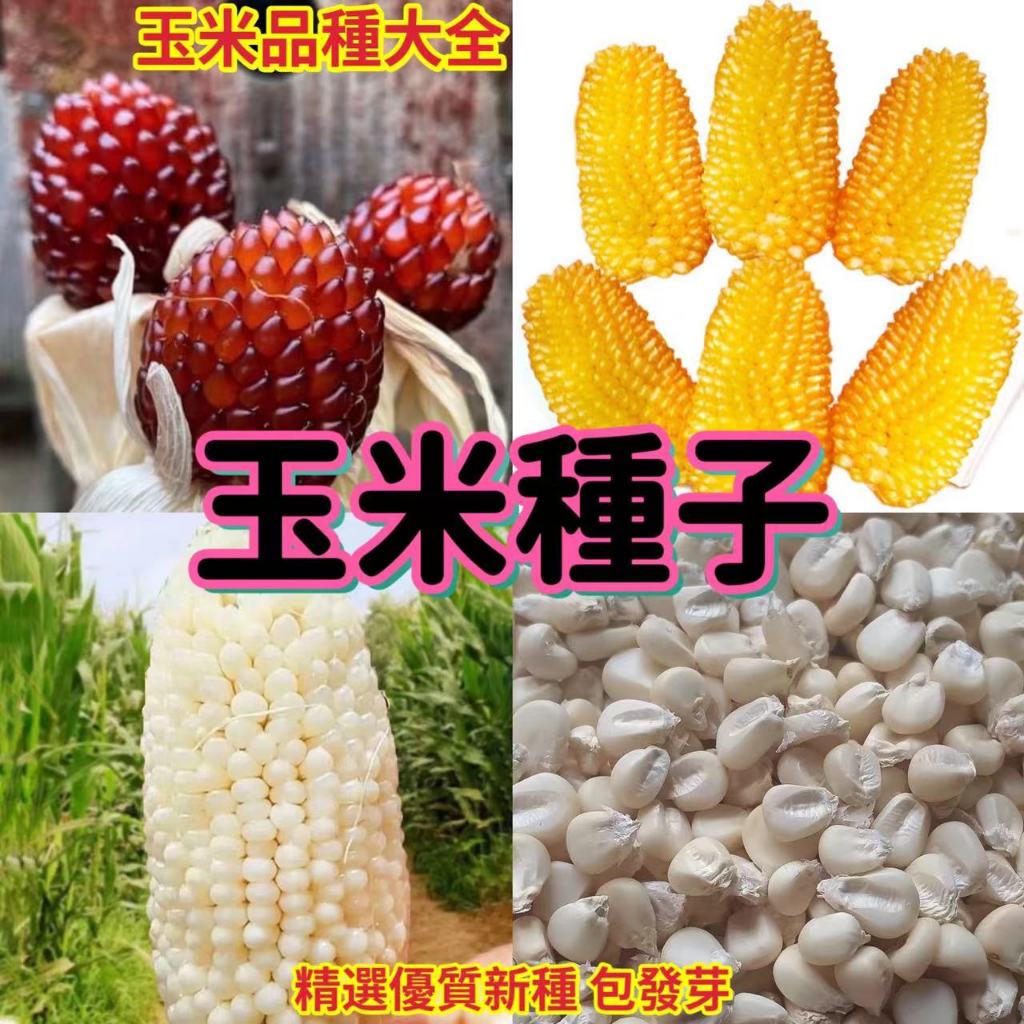 🌻向友農種業🌻【玉米種子】多個品種玉米大全水果玉米草莓玉米種子菠蘿玉米 奶油玉米種子 四季種植