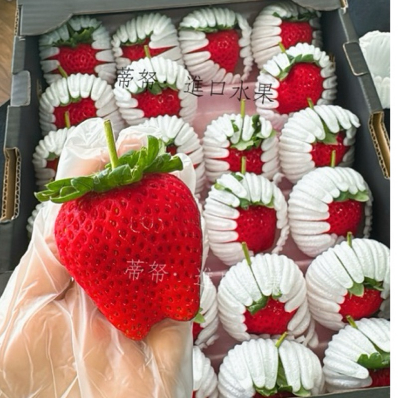 日本ＪＡ菊池糖蜜草莓