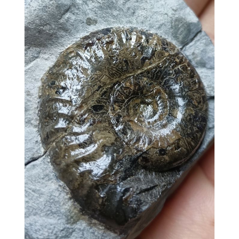 [程石] 英國  紋路特別的葛拉姆菊石化石/Grammoceras striatulum