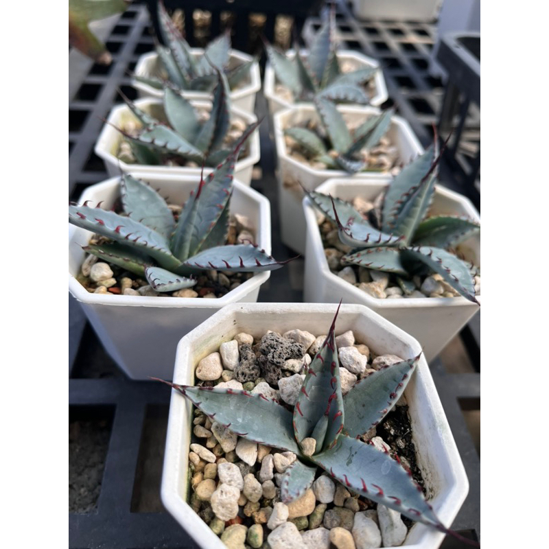 【Agave 龍舌蘭-屈原之舞扇】定植於2吋盆 穩根(不挑隨機含盆寄送)