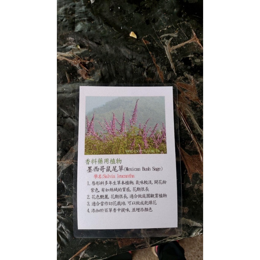 ^花草巷弄^ 5吋盆 / 就不是毒品那一種墨西哥 不要一直亂檢舉下架 多增加點知識/ 墨西哥灌叢鼠尾草 // 香草料植物