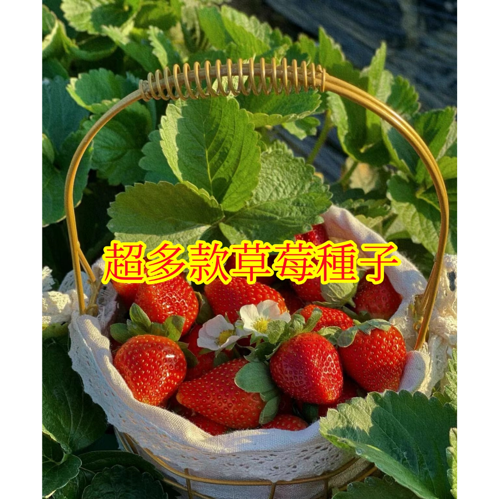 🌱【馥郁】二十三款草莓種子 四季庭院種植 超全品種 四季草莓 菠蘿草莓 甜寶草莓 甜查理 香蕉草莓種子