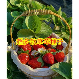 🌱【馥郁】二十三款草莓種子 四季庭院種植 超全品種 四季草莓 菠蘿草莓 甜寶草莓 甜查理 香蕉草莓種子