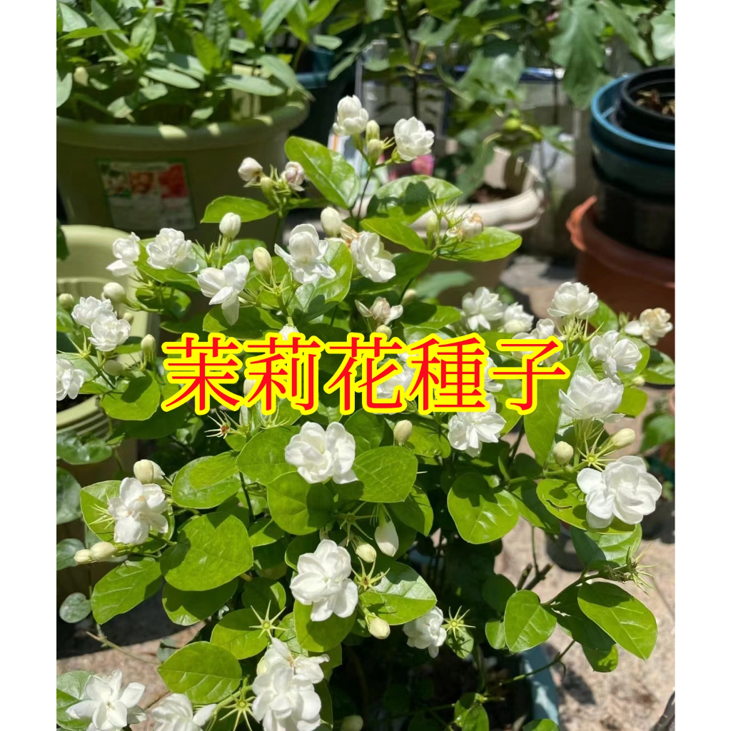 🌱【馥郁】茉莉花種子大全 虎頭茉莉 銀絲茉莉 風車茉莉 多款茉莉種子 四季種植