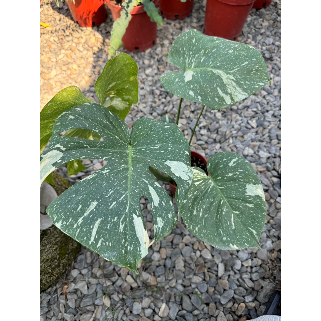 植系青屬-泰斑龜背芋/奶油泰斑龜背芋/美斑/已裂葉款/觀葉植物/五吋盆