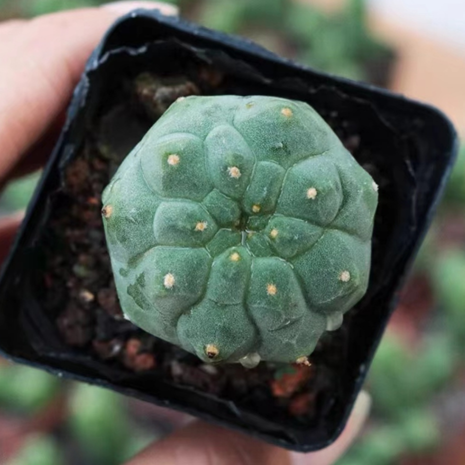 HTS多肉植物 奇仙玉 實生仙人球 疣仙人 巨象 無刺 紅花 多款仙人掌多肉小盆栽