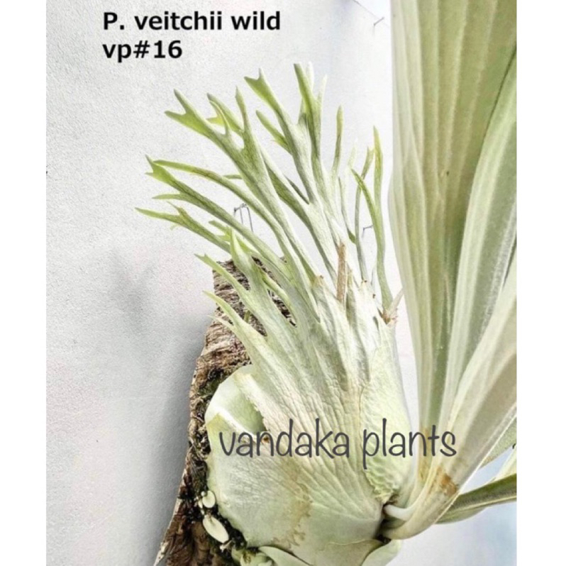 P.veichiixP.wallchii x P.veitchii Wild Platycerium Veitchii Wild