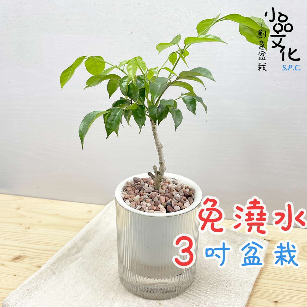 【小品文化】進財樹【現貨】3吋條紋圓免澆水盆栽 室內植物 室內盆栽 懶人盆栽 水培植物 水培盆栽 室內盆栽 開花植物