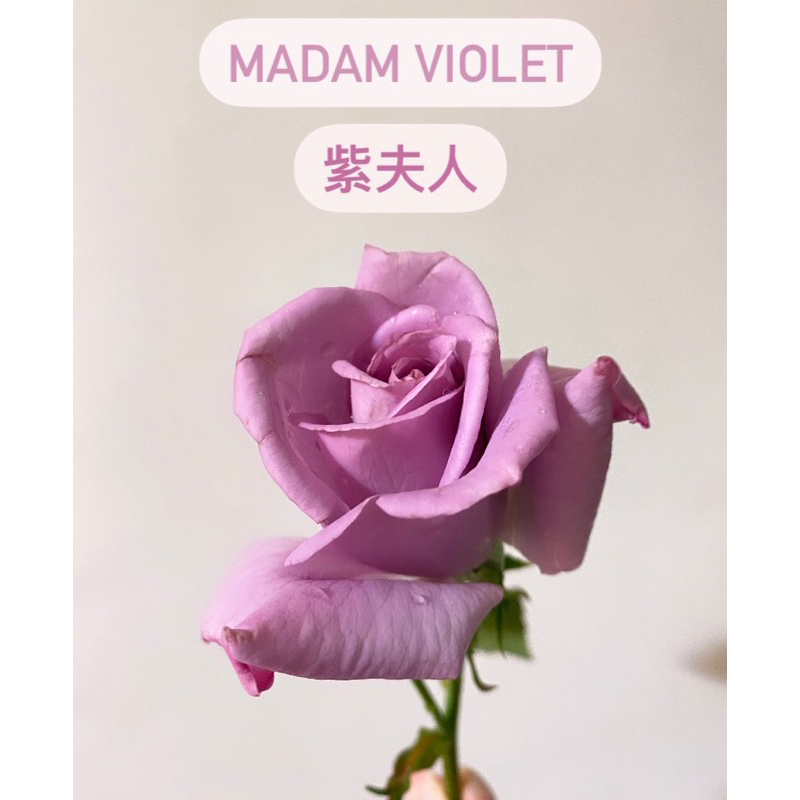 MADAM VIOLET 紫夫人 無根保濕枝條玫瑰花植株盆栽