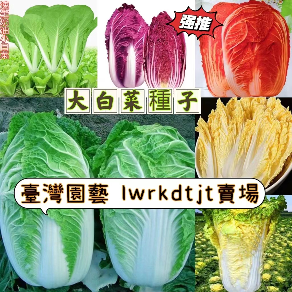 🍓【免運大熱銷】小白菜種子 四季菜園蔬菜奶油快菜7天發芽大白菜 紫白菜 快菜種子 白菜蔬菜庭院陽台種子1元1粒