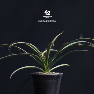 SL’s 植物園-樹絲蘭Yucca filifera