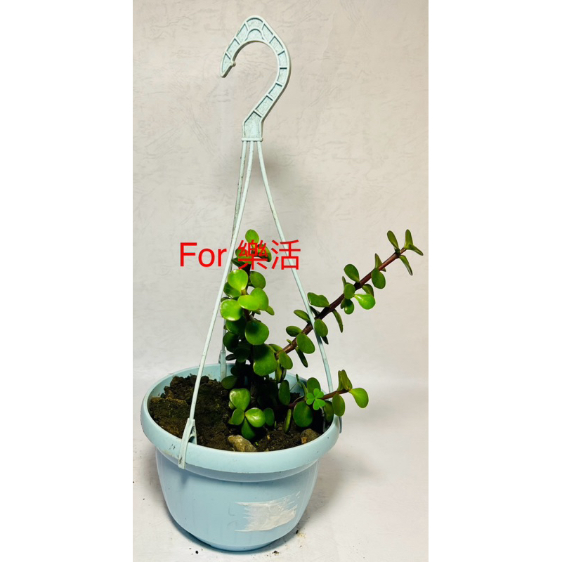 【全館滿3000免運】［觀葉植物］［多肉植物］【銀杏木】【吊掛型花盆】5.5吋盆