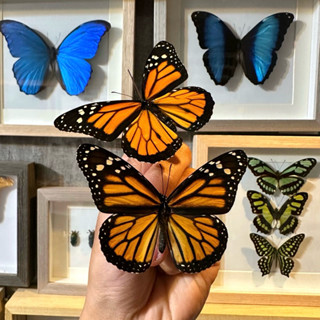 【現貨】🦋帝王斑蝶🦋黑脈金斑蝶 蝴蝶 昆蟲 模型 乾貨三角紙包裝 #非活體 #類模型 #藝術品
