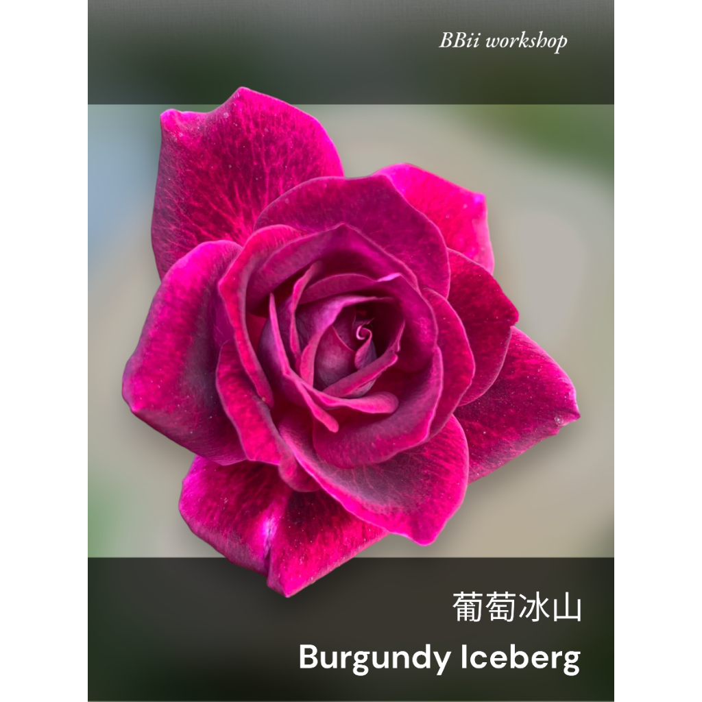 葡萄冰山 Burgundy Iceberg 玫瑰花 / 6吋盆扦插苗 / 植株盆栽