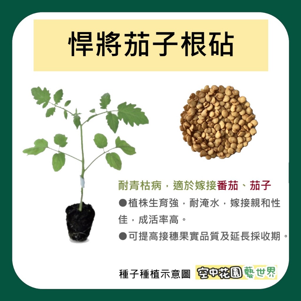 【台灣出貨 電子發票】悍將 茄子根砧 種子 20粒 嫁接根砧 砧木 茄子 番茄 菜籽 空中花園藝世界