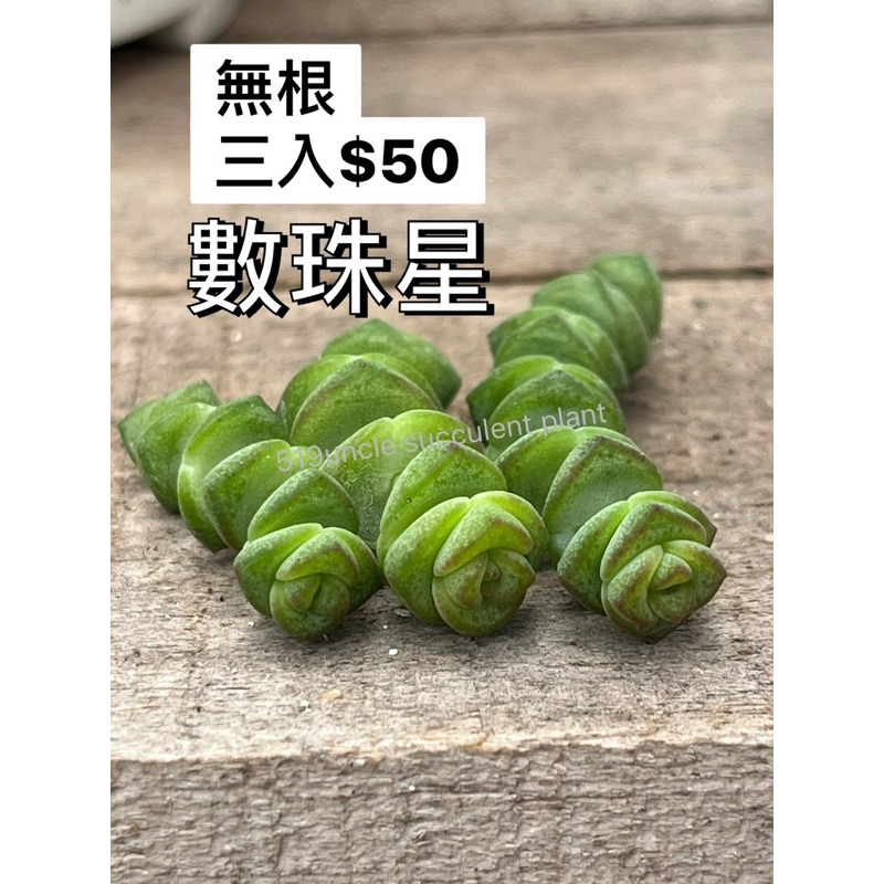 【無根 數珠星 錢串 3入】多肉植物 519大叔的多肉園@519uncle