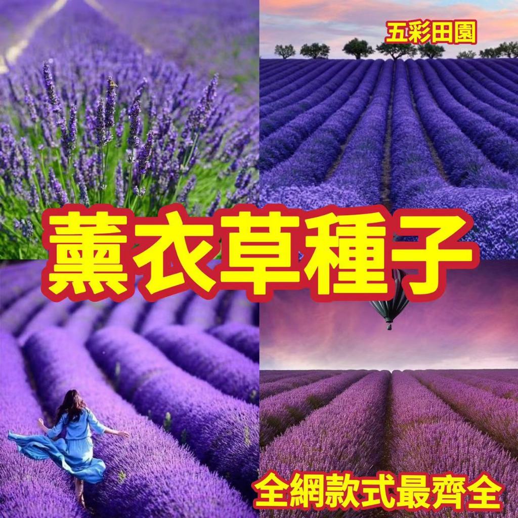 免運 開發票 [薰衣草種子] 春播薰衣草花籽  四季種植易養活 耐熱耐寒種子 庭院種植 觀賞花卉種子 薰衣草種籽 包發芽