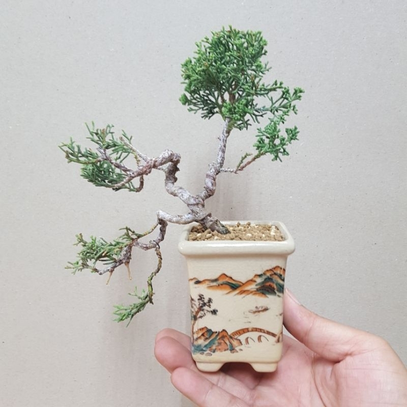 日本宮板系魚川真柏小品盆栽，有塑型
