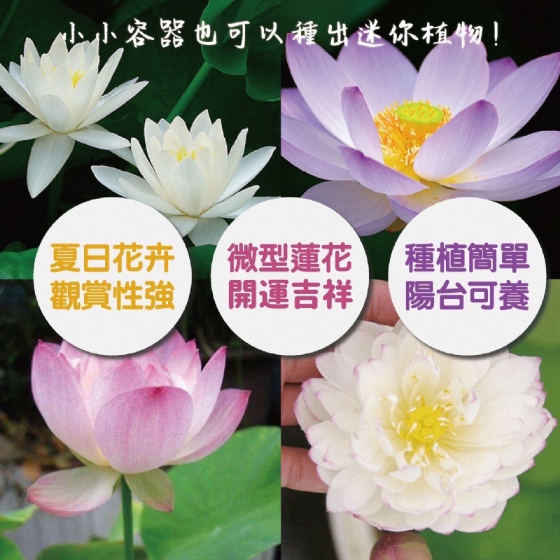現貨 台灣 四季荷花碗蓮種子 50顆/包 品種混色 超好種 10月種 明年開花期即可看花