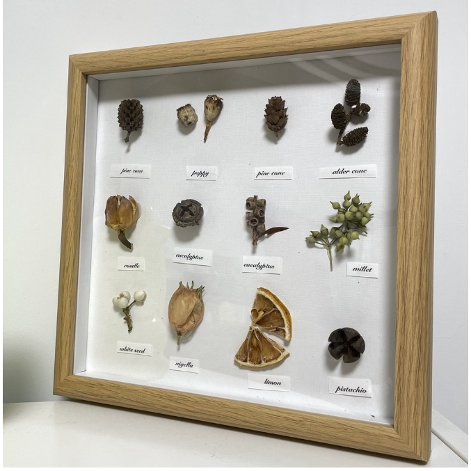 【巨路生活】果實標本 乾燥花 標本掛畫 相框 手作植物標本畫框
