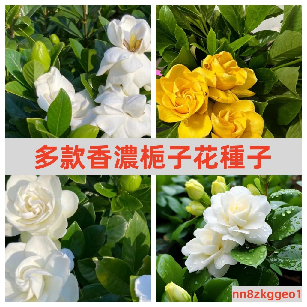 🔥【濃香梔子花種子】四季可種 濃香型梔子花種子黃綠粉白 重瓣 梔 子 花 香濃