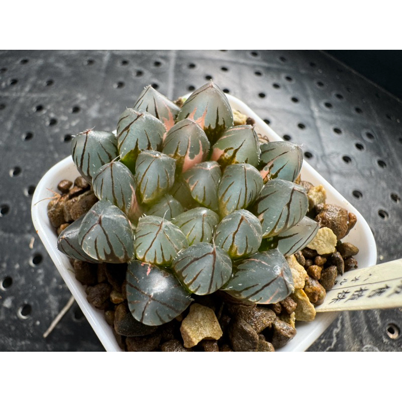 Haworthia  ハオルチア  百合科 十二卷 一物一拍｜霓虹燈玉露錦/黑玉露錦 B09