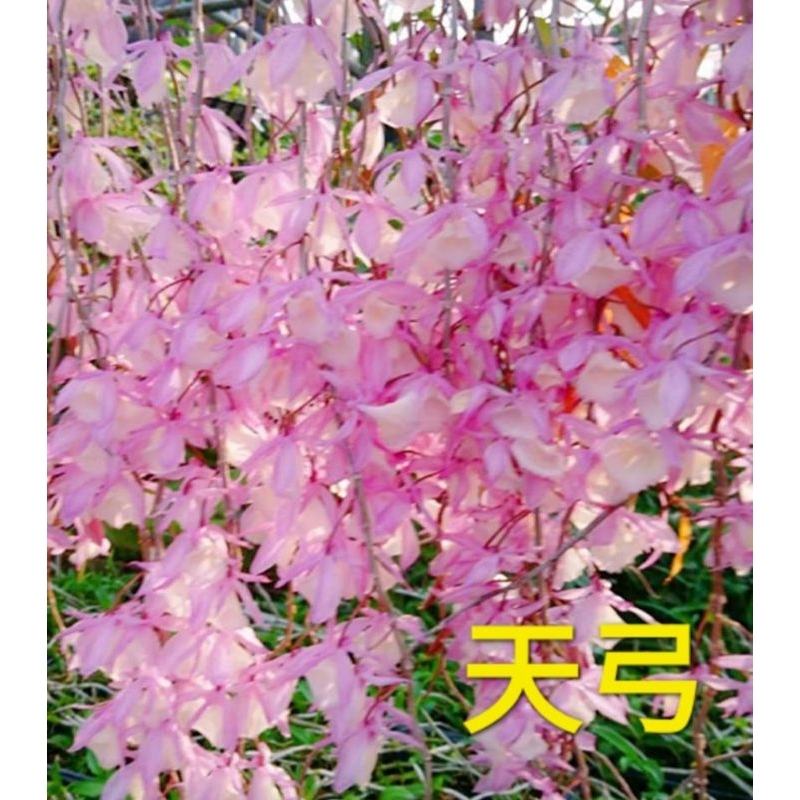 [特價三顆100]🌹天弓石斛蘭苗🌹3-4月開花
