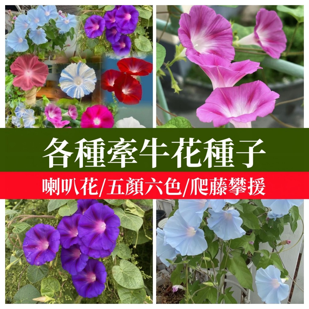 🌼多色喇叭花種子 重瓣大花牽牛種子矮生牽牛花盆栽室外爬藤爬墻攀岩綠化觀賞花卉混色開花不斷盆栽易活